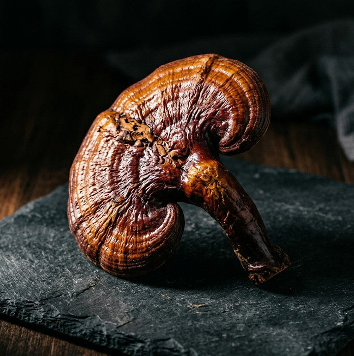 Reishi Mushroom Benefits: Sleep, Stress Support and Immune Health