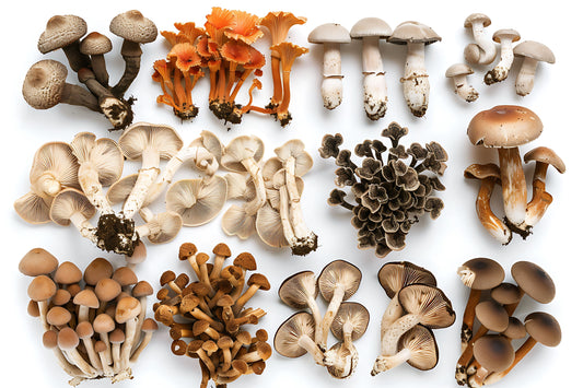functional mushrooms