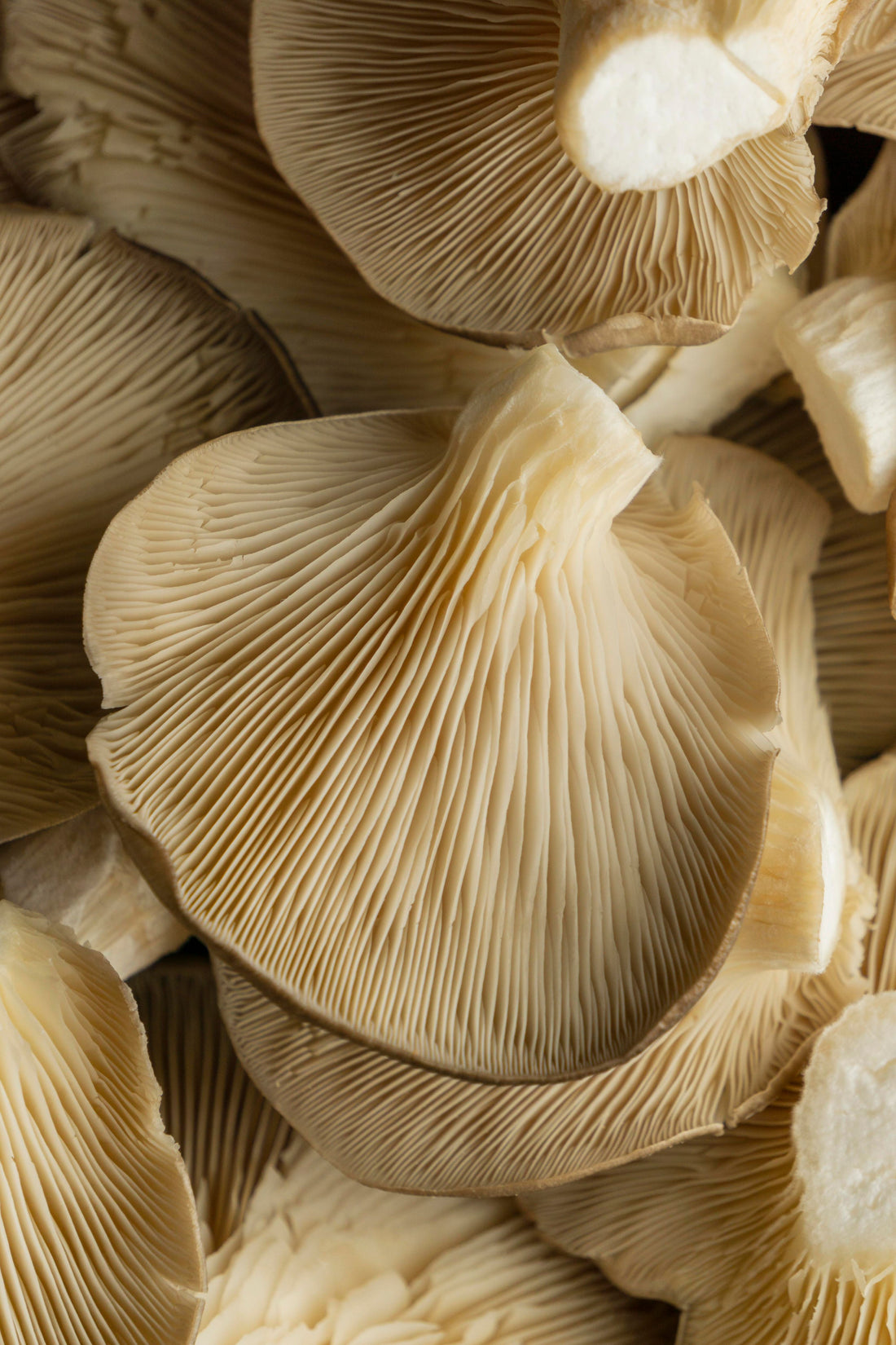 All the Craze about Lions Mane